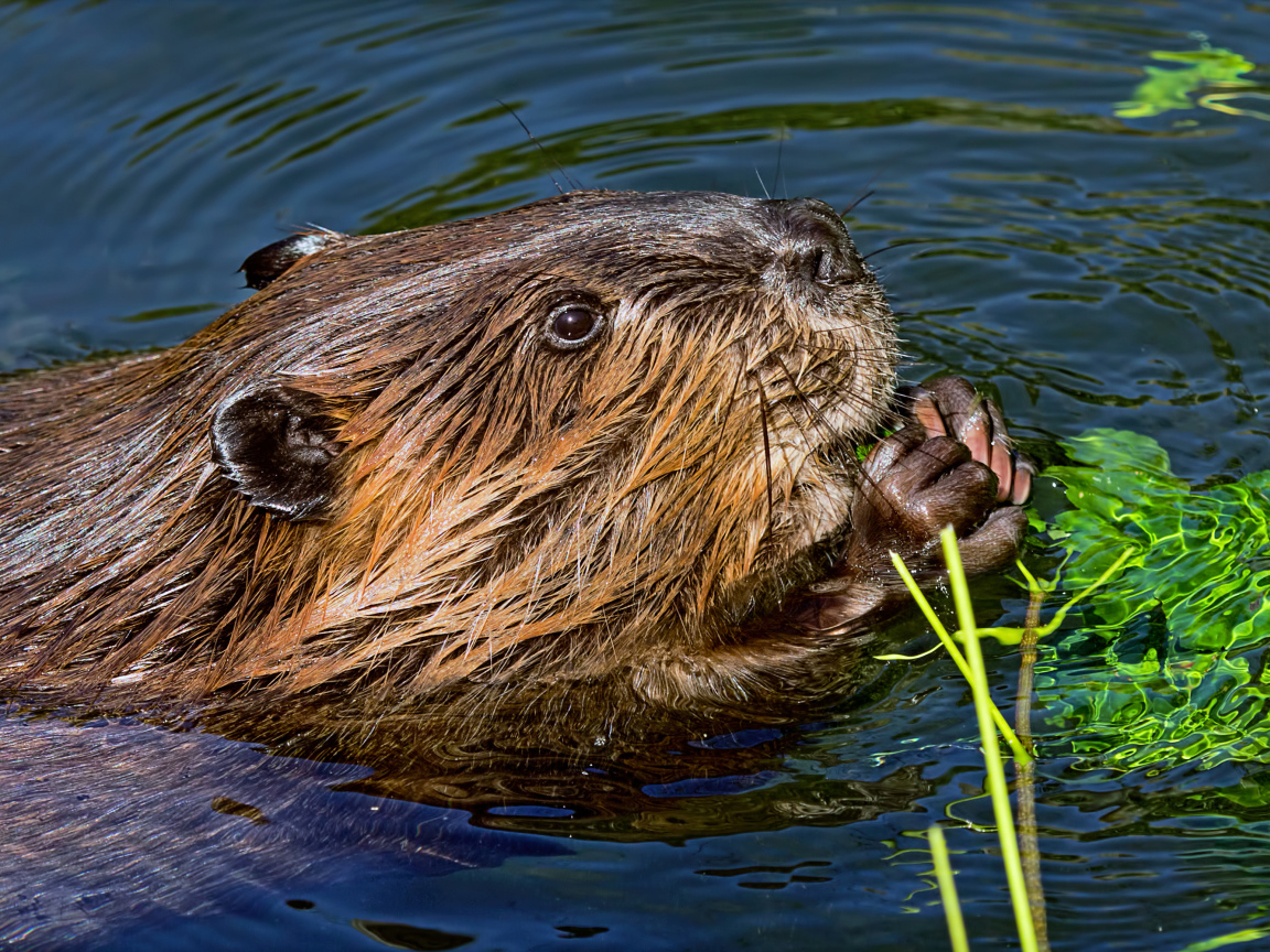 Большой бобр в воде грызет листву