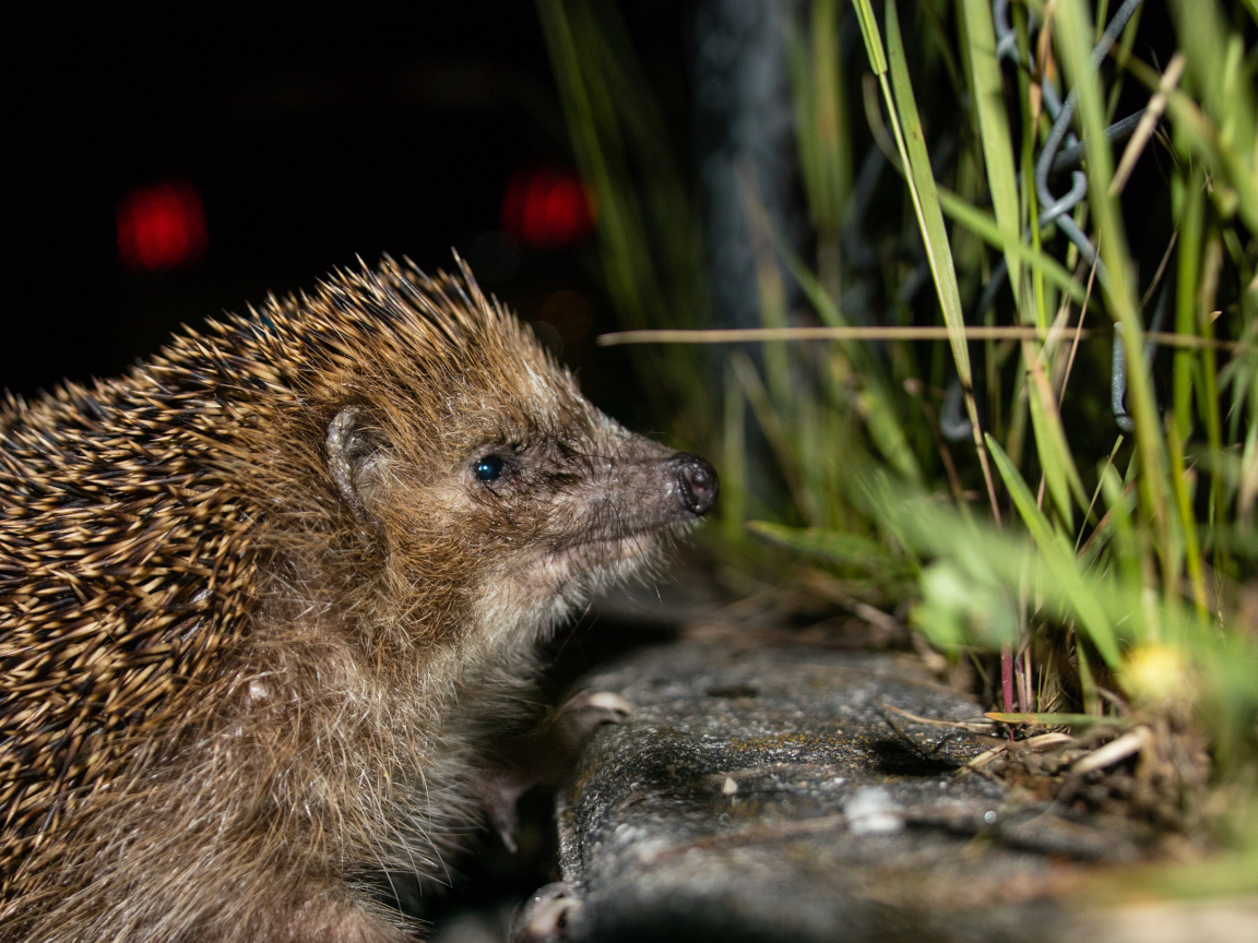 Большой колючий еж у зеленой траве