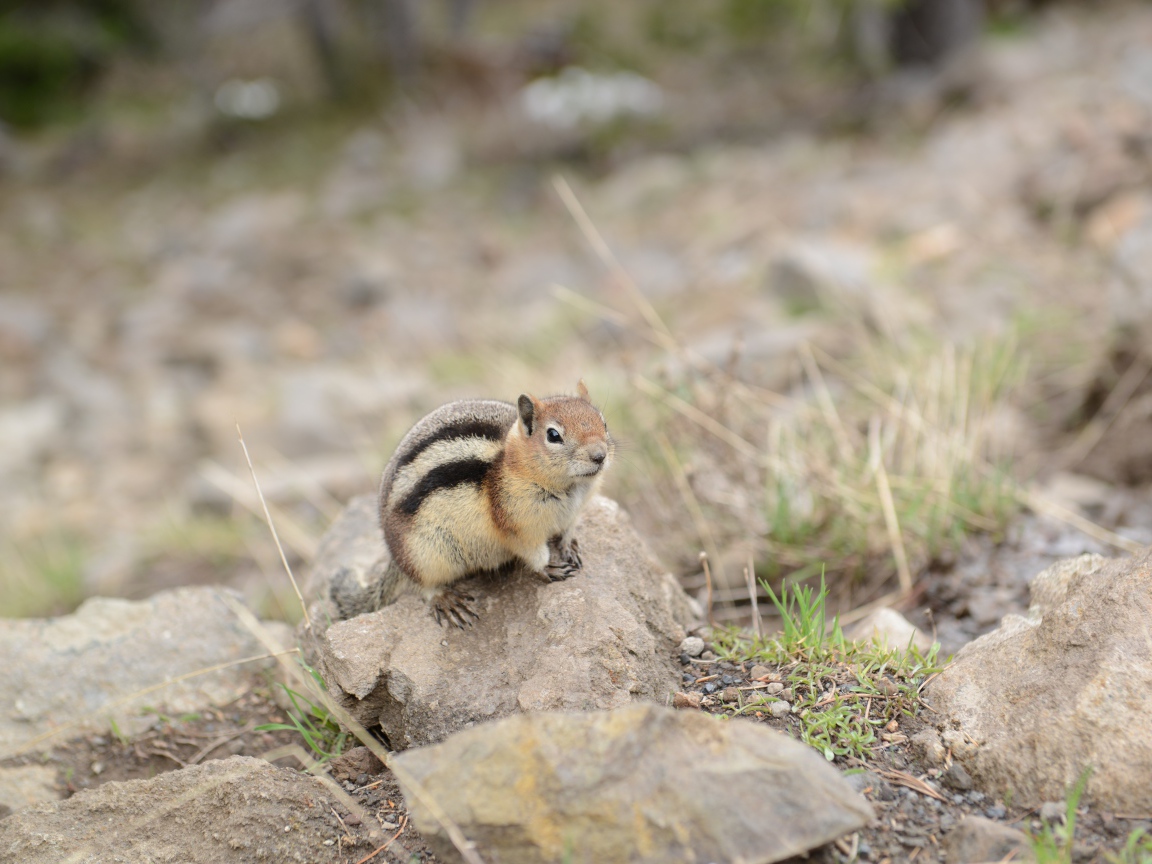 Маленький бурундук сидит на камне