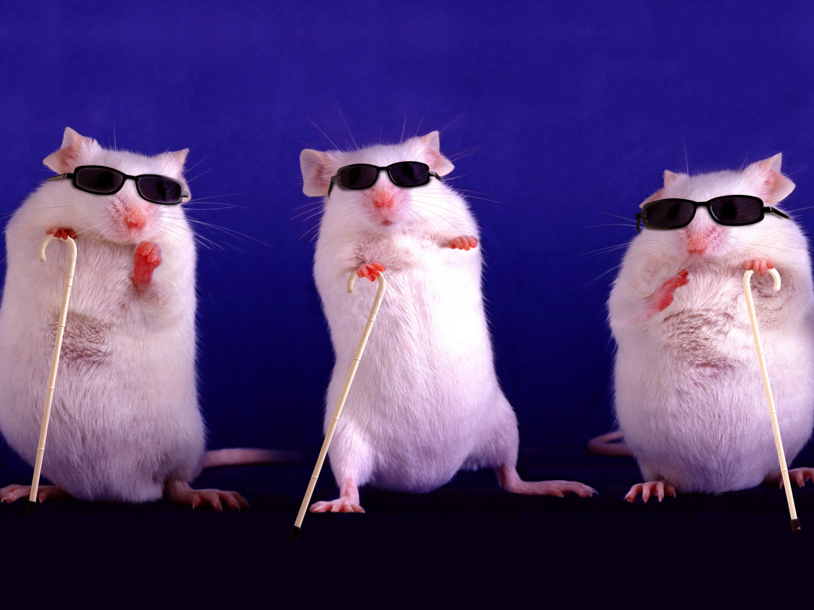 Three white blind rats in glasses on a blue background