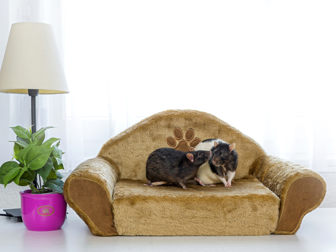 Две крысы на игрушечном диване