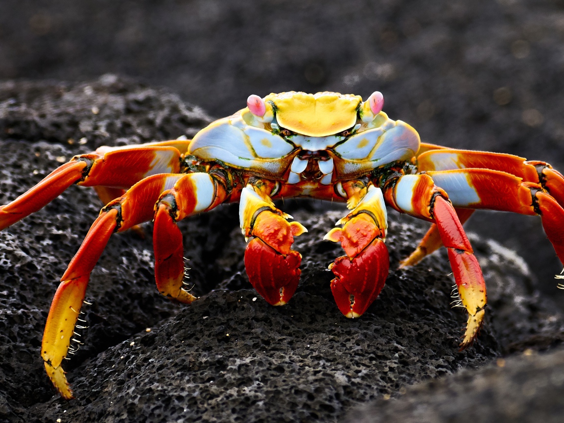 Большой краб на сером камне