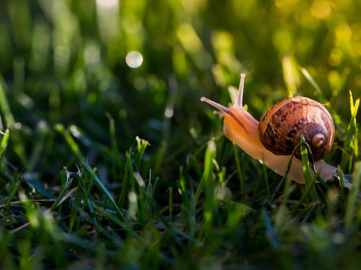 Большая улитка в зеленой траве