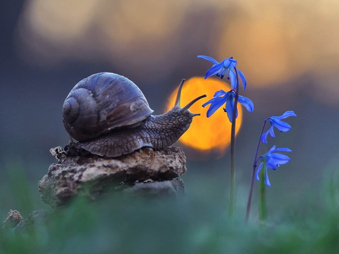 Улитка сидит на камне у голубого цветка 