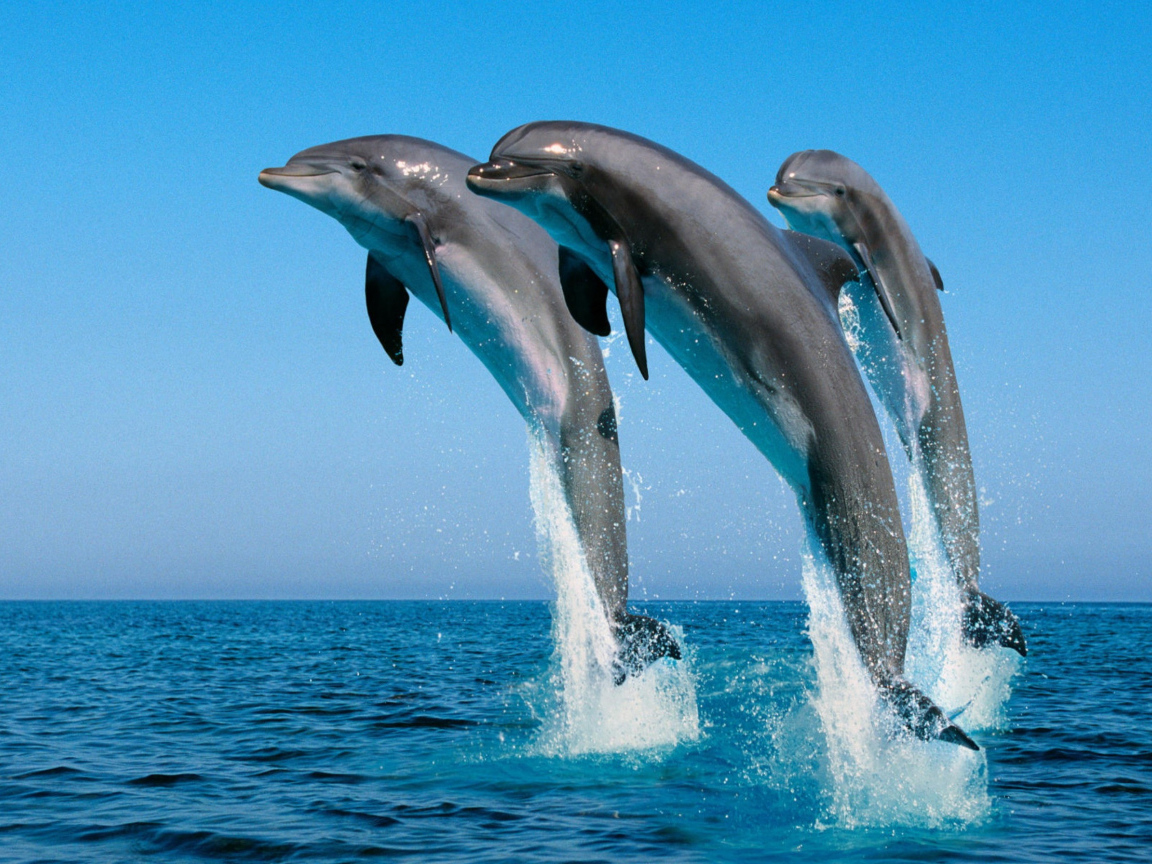 Три дельфина выпрыгивают из воды на фоне голубого неба