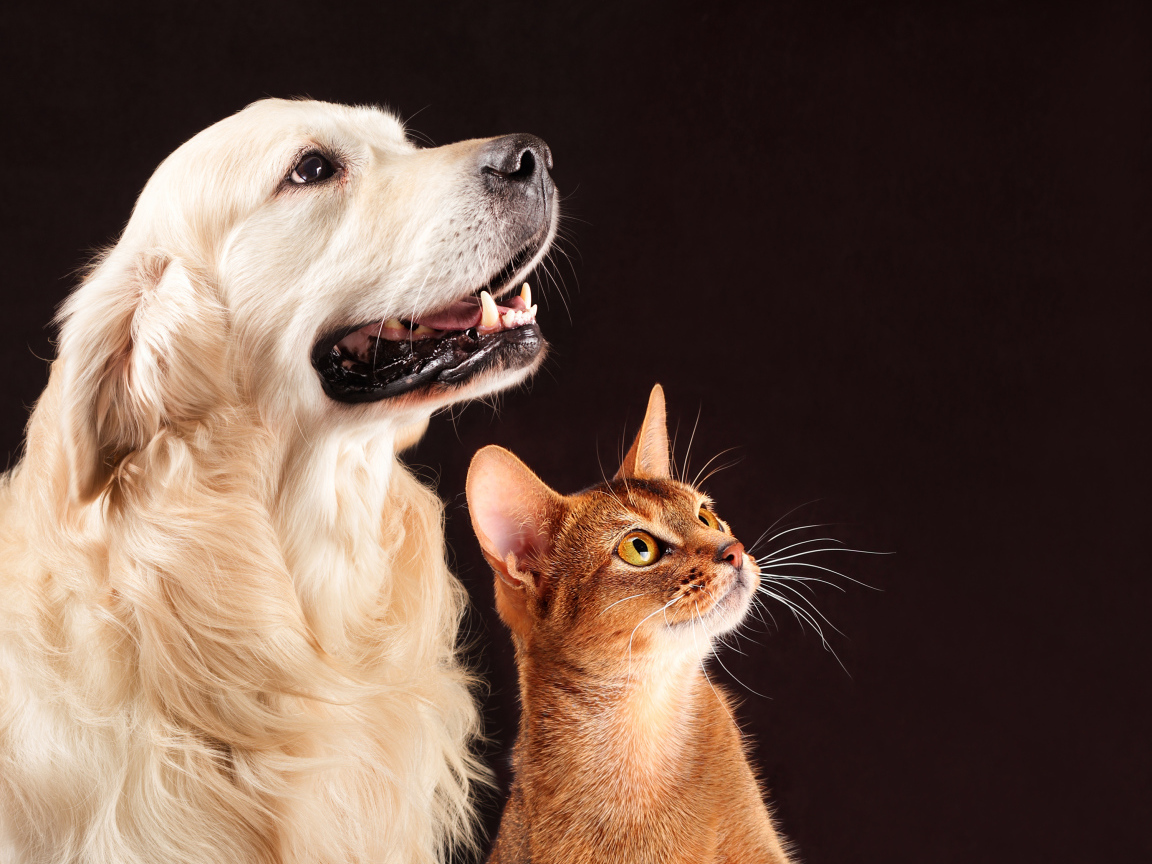 Золотистый ретривер с коричневым котом на смотрят на хозяина