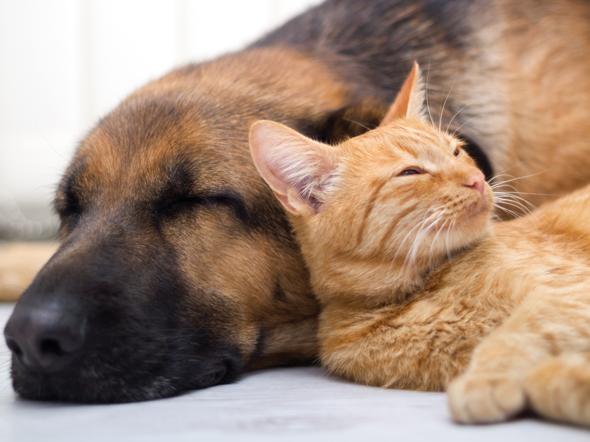 Собака спит с рыжим котом 