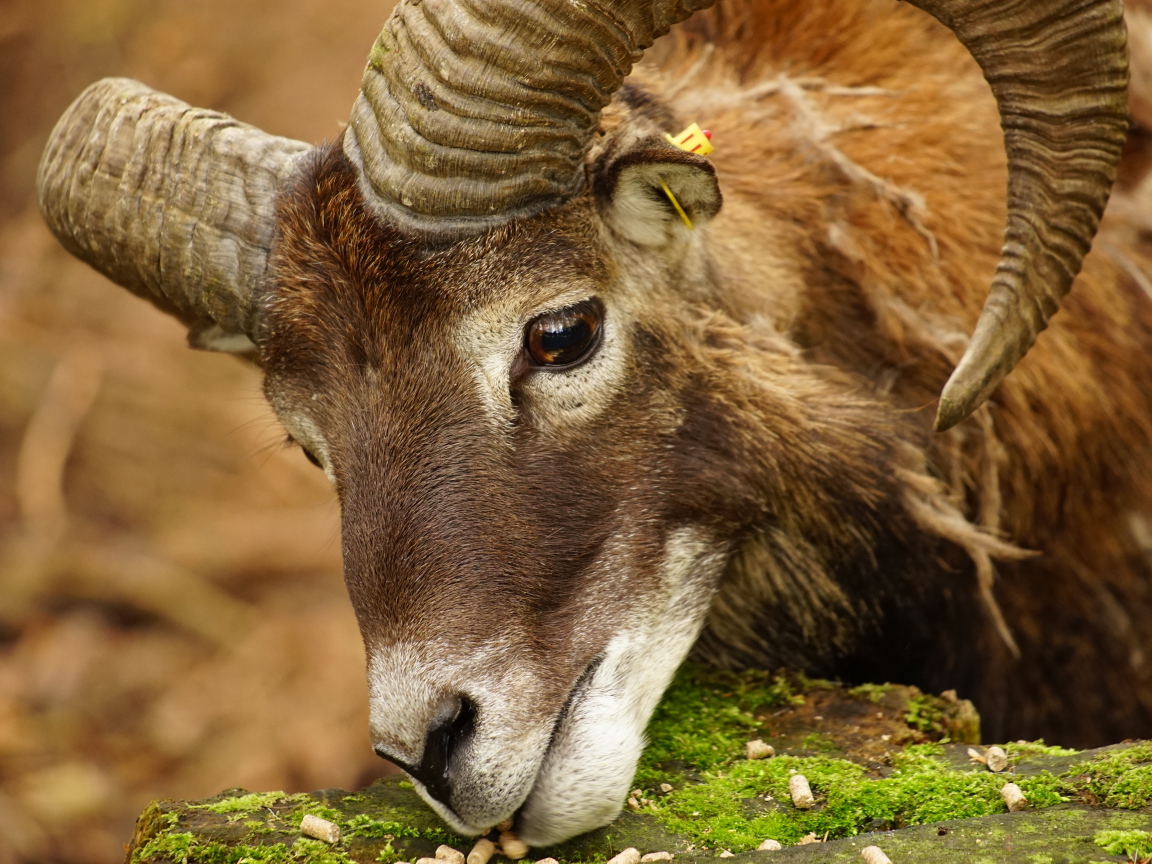 Большой муфлон ест корм