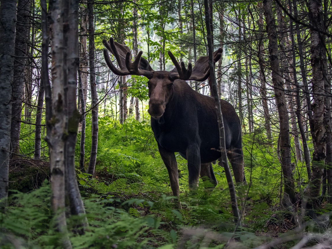 Лось с большими рогами в лесу