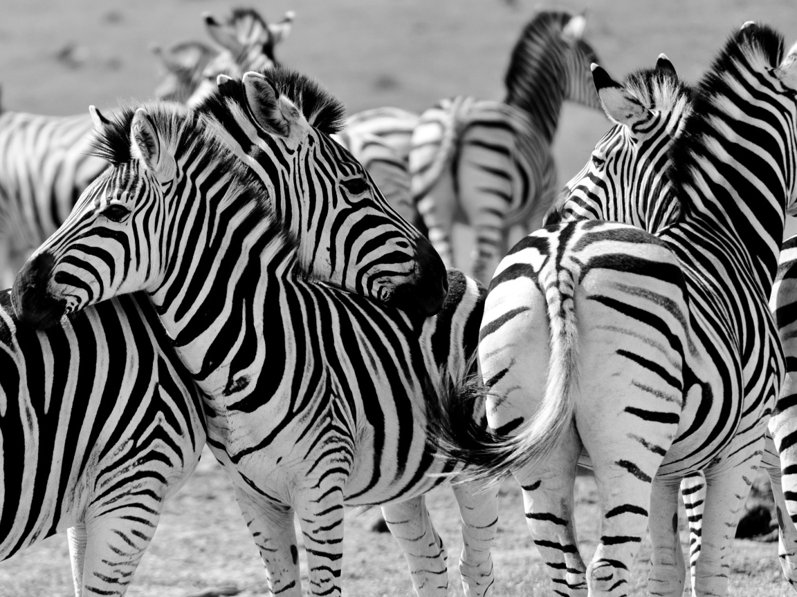 Herd of striped zebras black and white photo