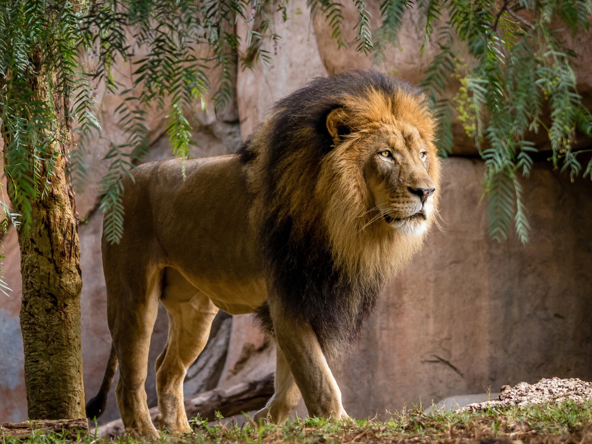 Большой лев у стены в зоопарке