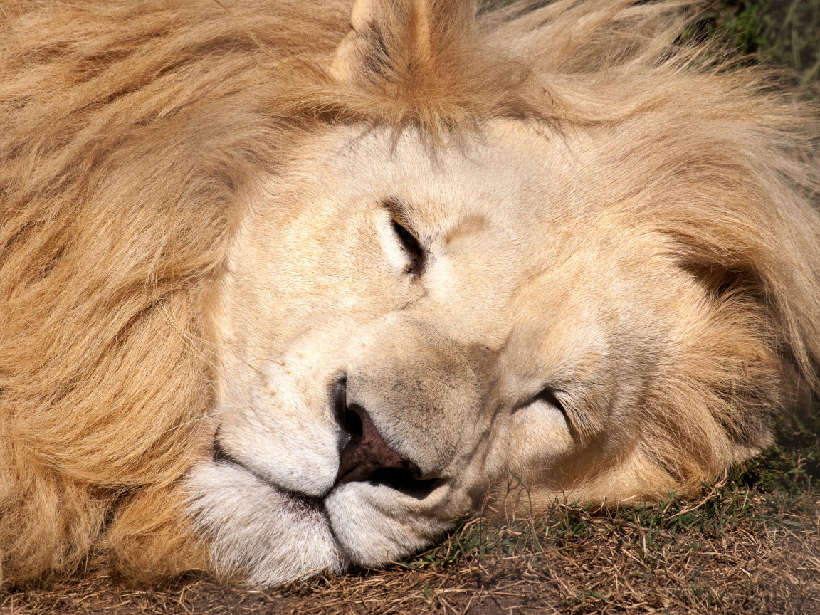 Большой лев спит на траве 
