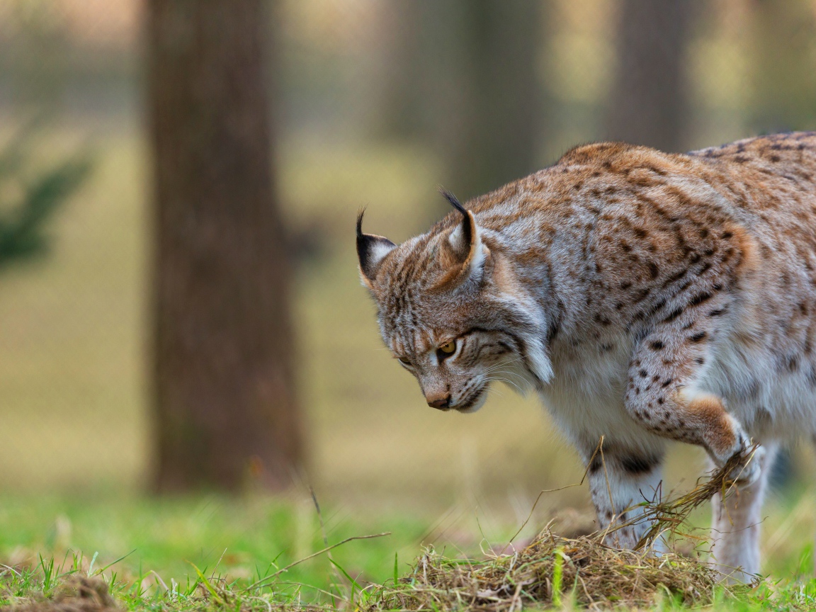Большая рысь охотится в траве 