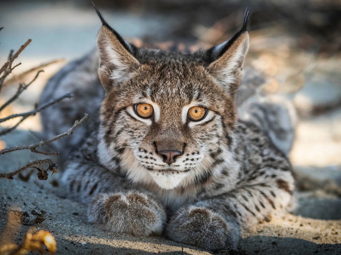 Большая рысь с желтыми глазами лежит на песке 