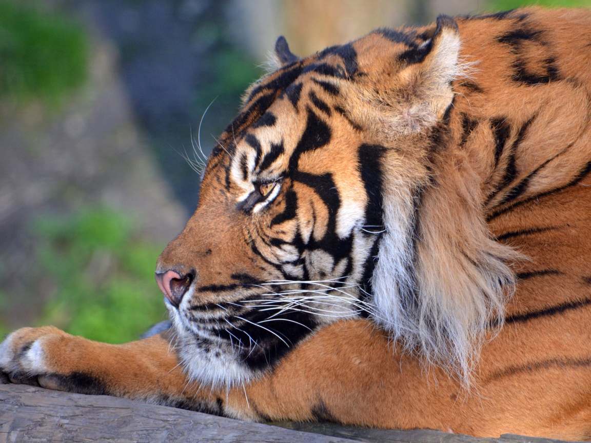 Большой грозный тигр лежит 