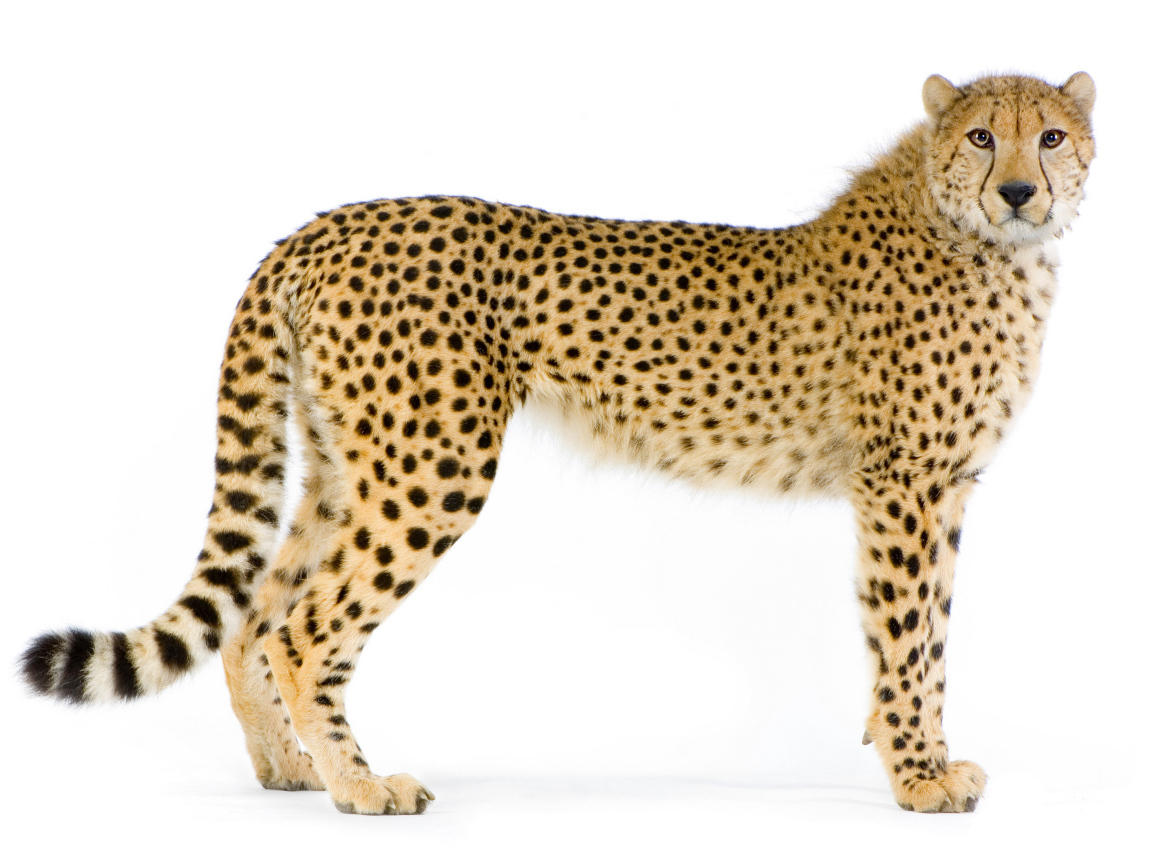 Большой пятнистый леопард на белом фоне