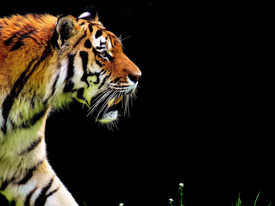 Большой суровый тигр крадется на черном фоне