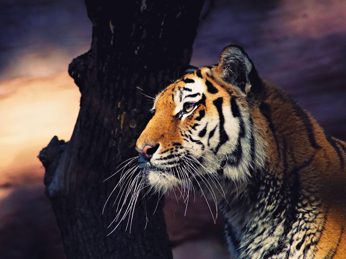 Большой полосатый тигр у дерева