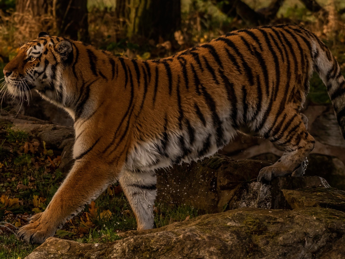 Большой мокрый тигр идет по камням