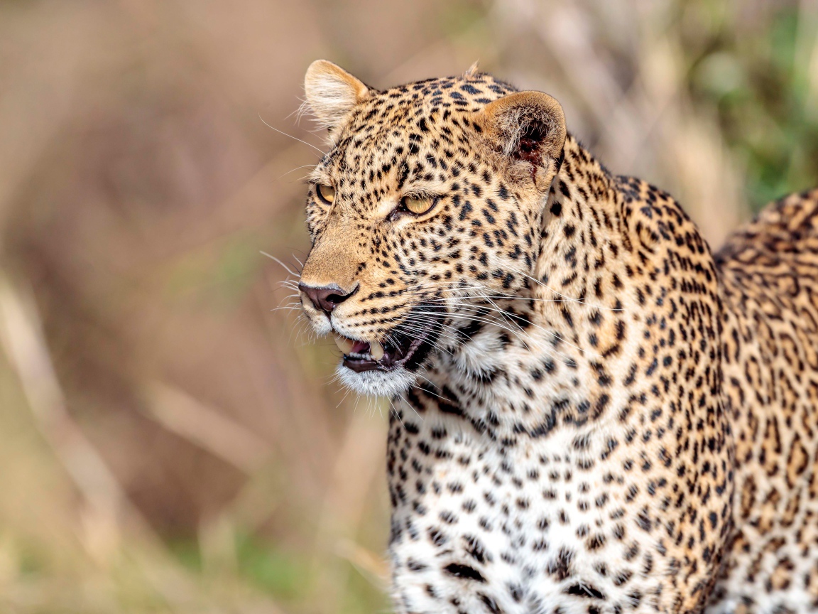 Большой пятнистый леопард с открытой пастью 