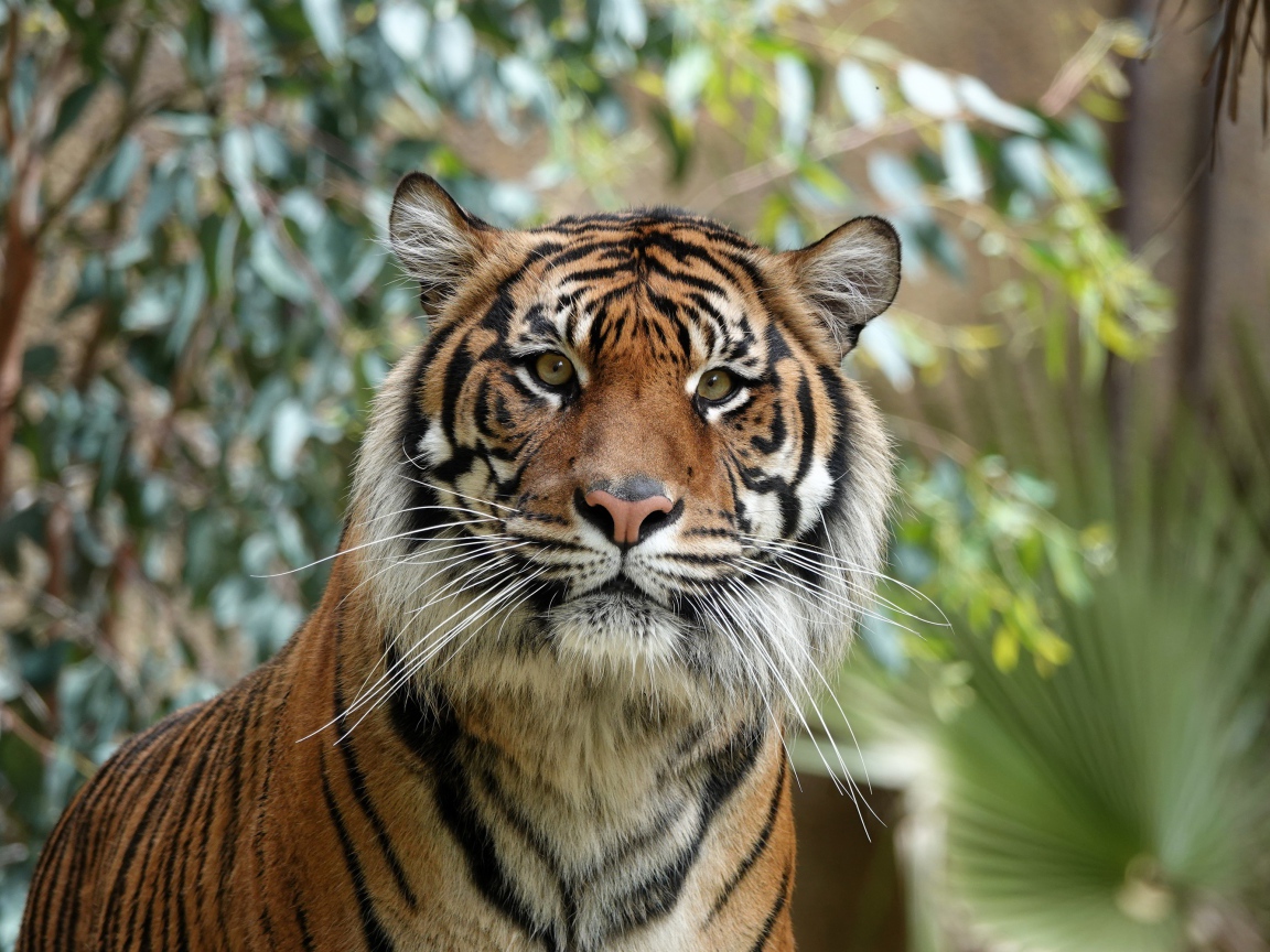 Большой полосатый амурский тигр 