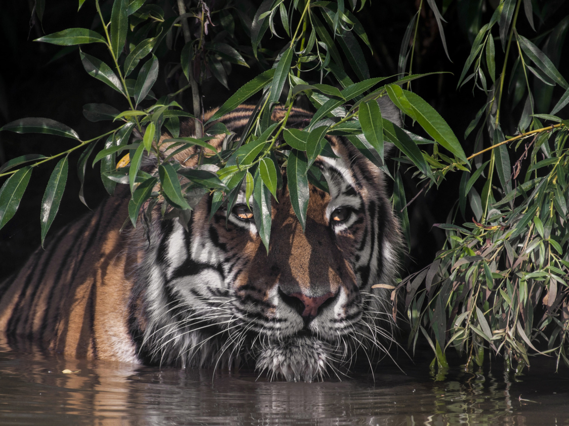 Большой полосатый тигр в воде в зеленых листьях