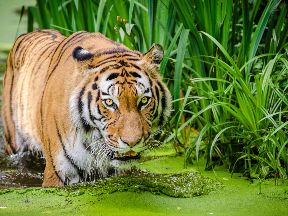 Большой полосатый тигр стоит в покрытой тиной воде 