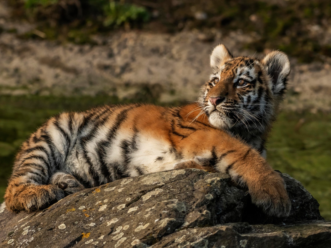 Маленький полосатый тигренок лежит на камне