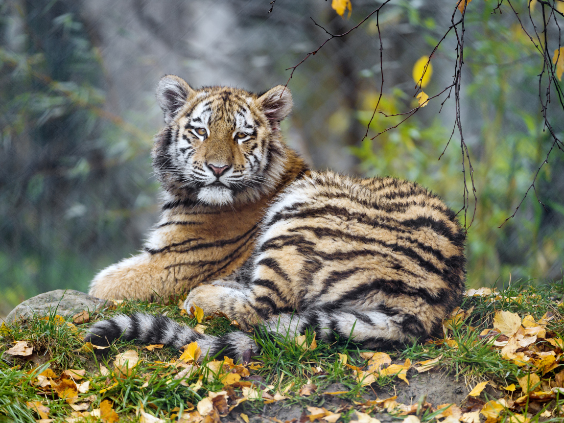 Маленький тигренок лежит на траве с опавшей листвой 