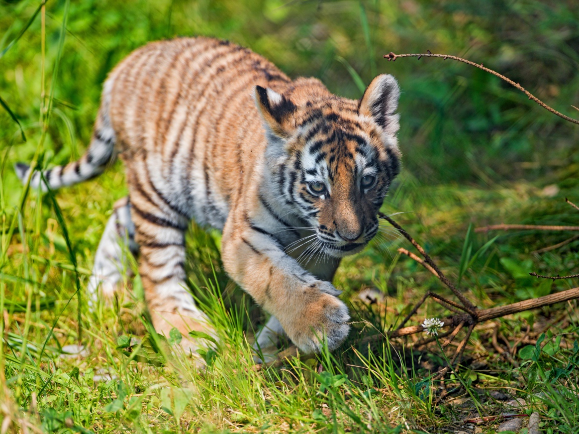 Маленький тигренок идет по зеленой траве