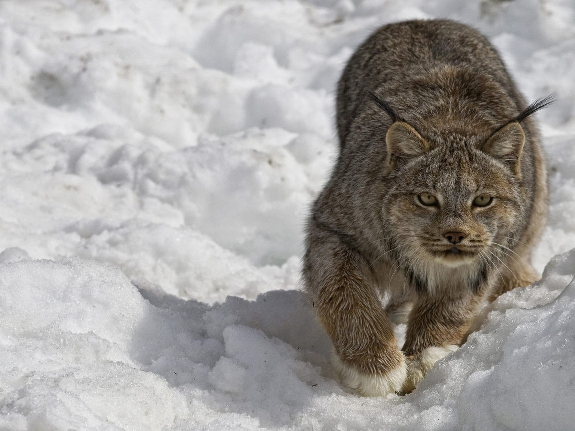 Рысь крадется по снегу зимой
