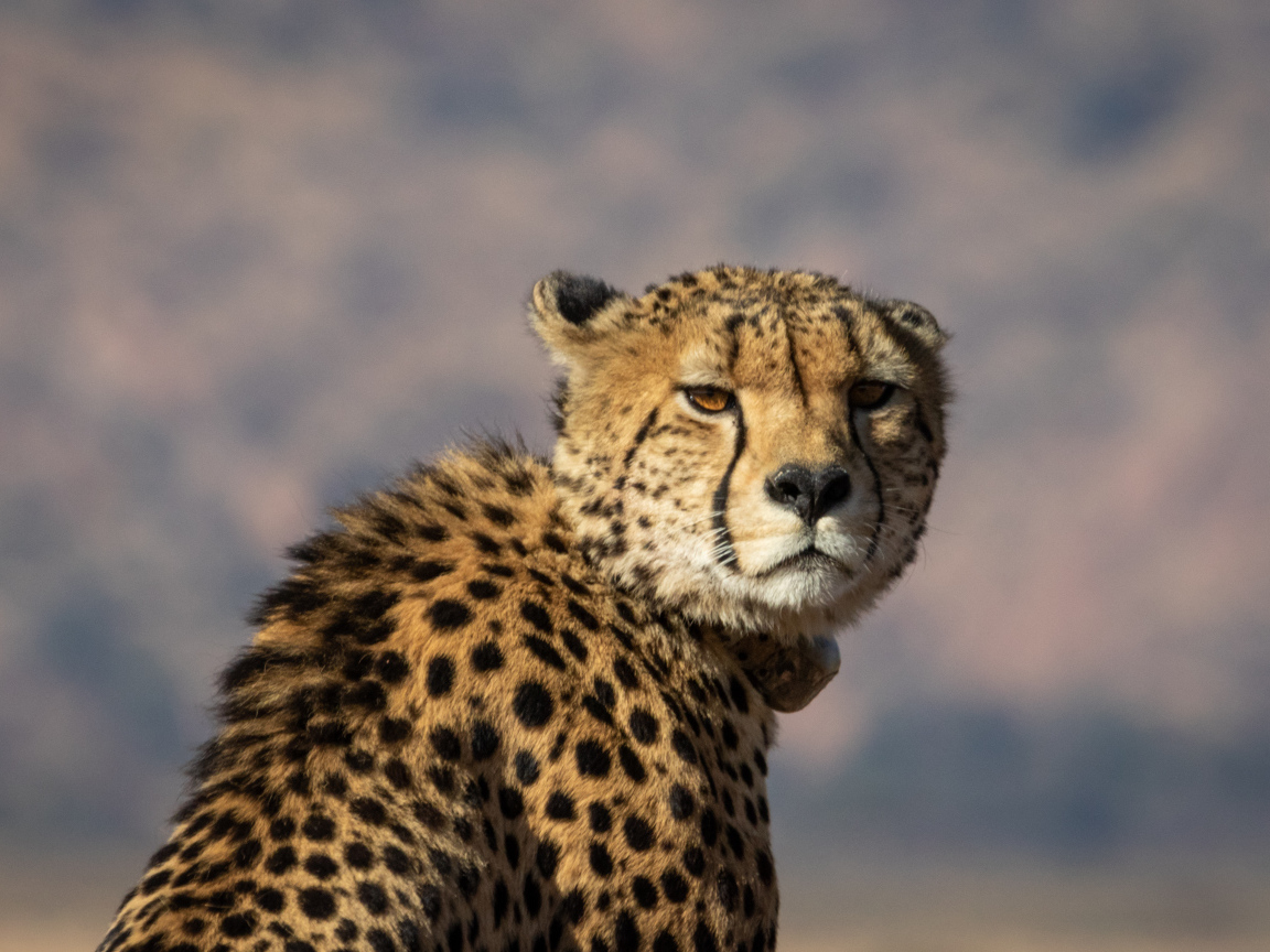 Пятнистый гепард на фоне неба