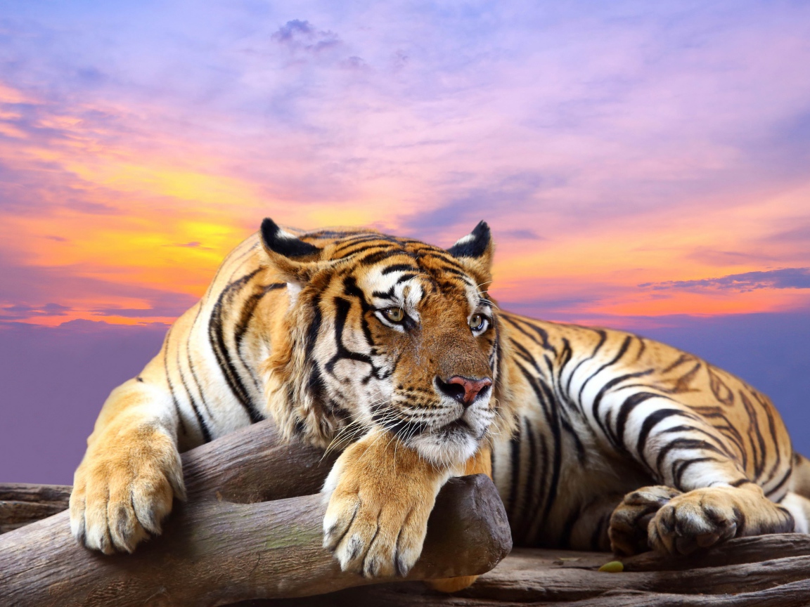 Полосатый тигр лежит сухом дереве на фоне красивого неба