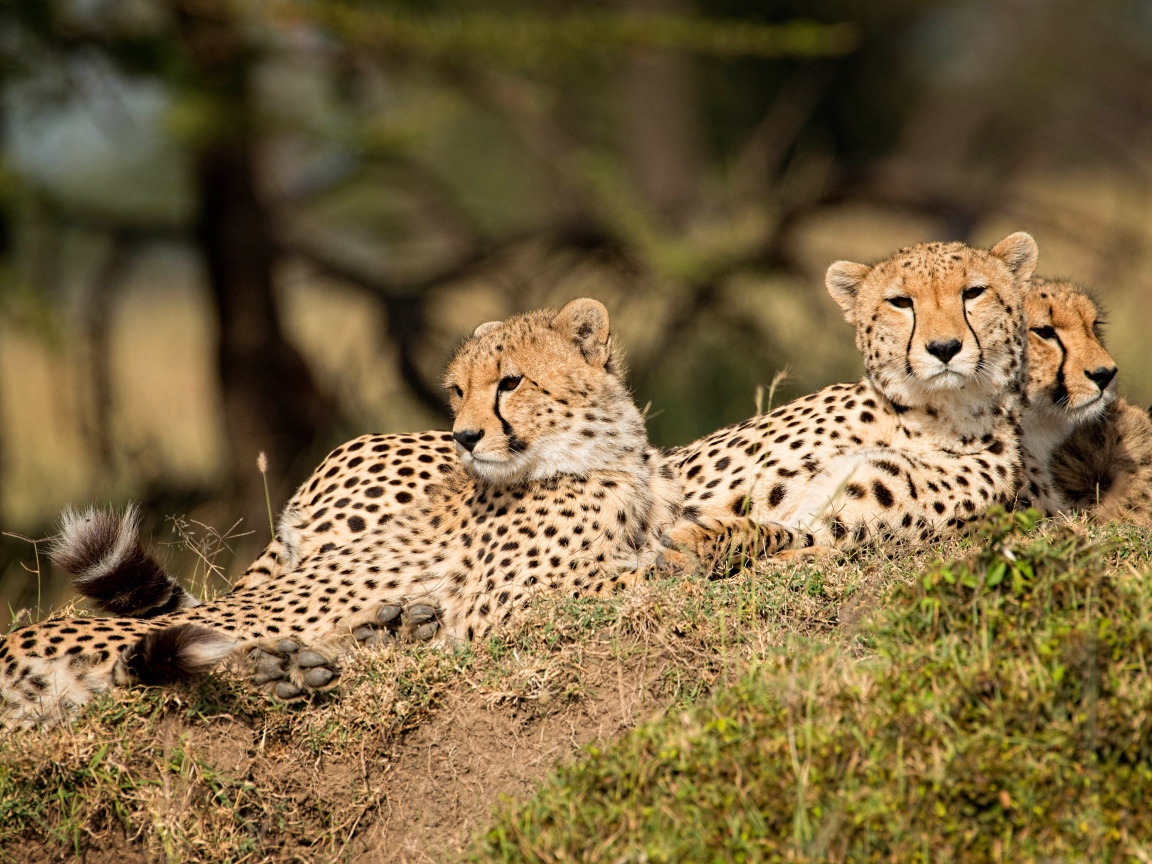 Три леопарда отдыхают на земле