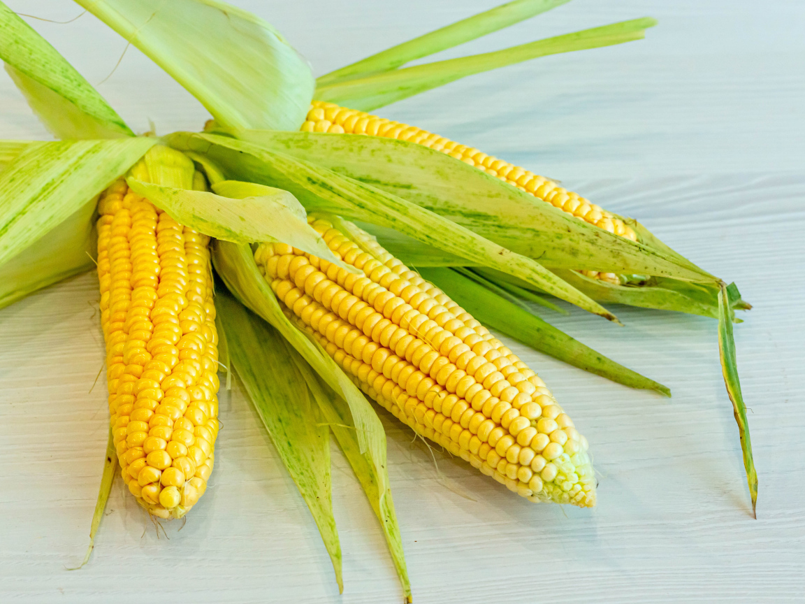 Желтые початки кукурузы с зелеными листьями на столе