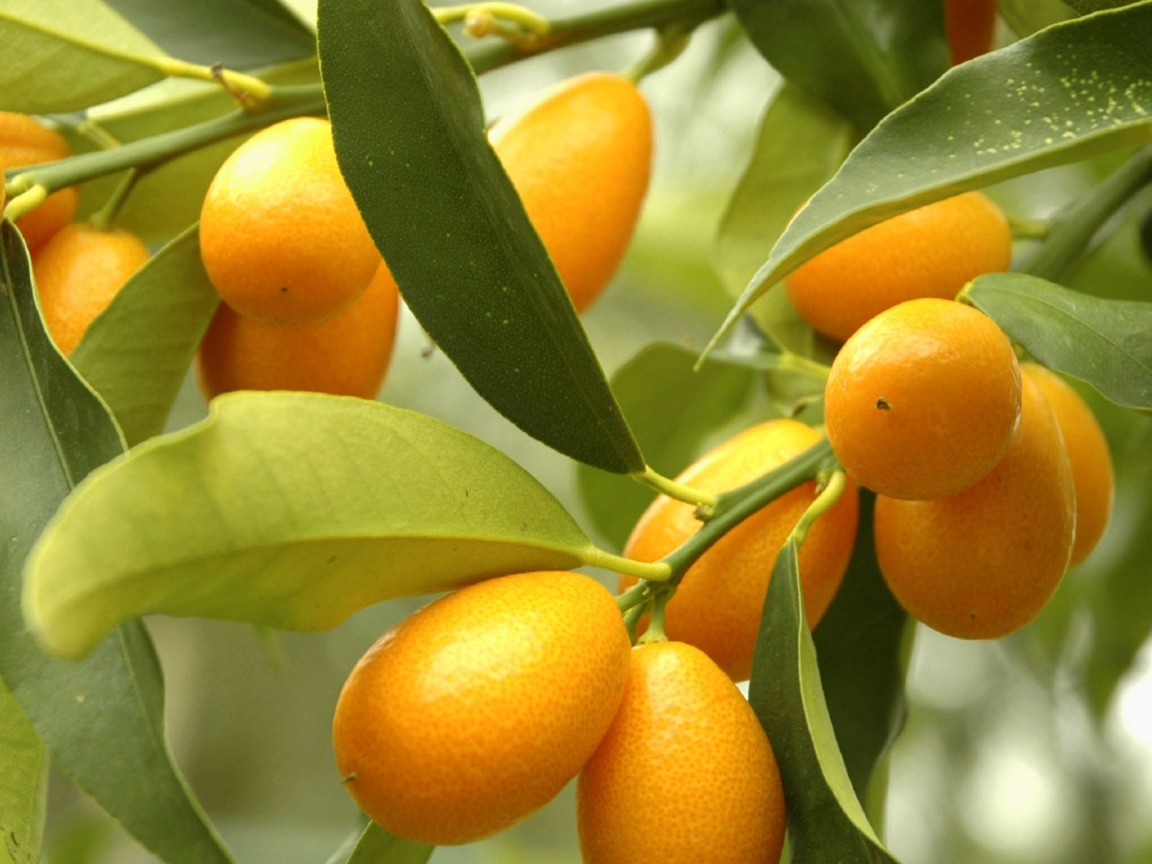 Оранжевые цитрусовые плоды кумкват на ветке дерева