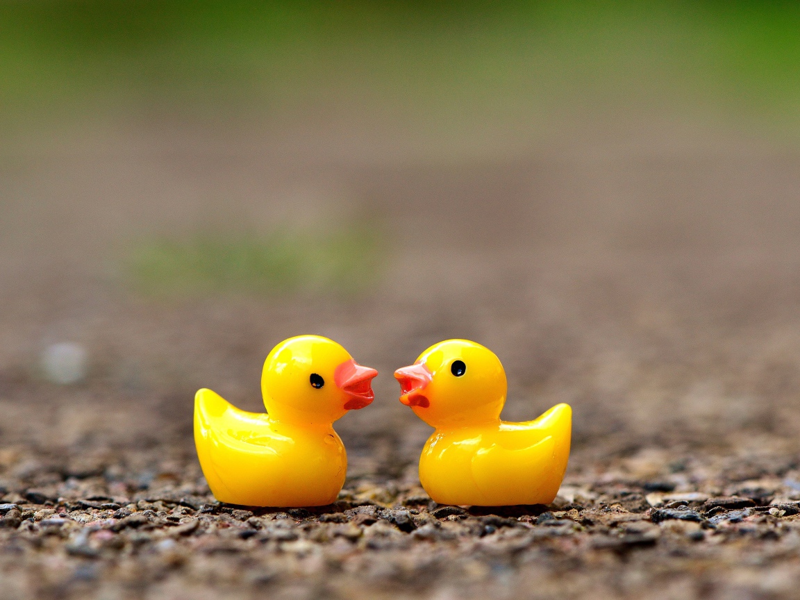 Две игрушечных желтых уточки на асфальте 