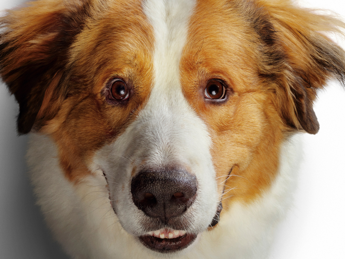 Морда золотистого ретривера в новом фильме Собачья жизнь 2, 2019 года