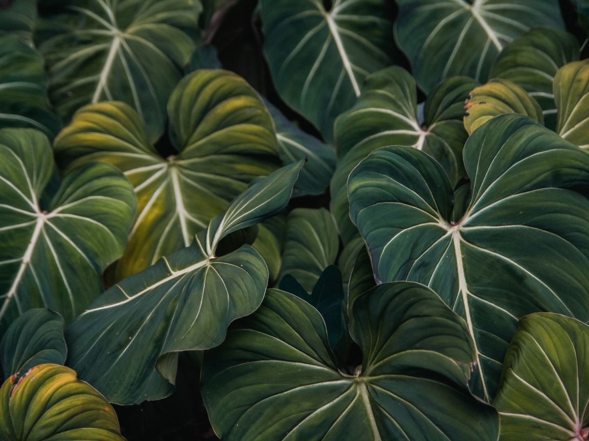 Большие зеленые листья растения крупным планом