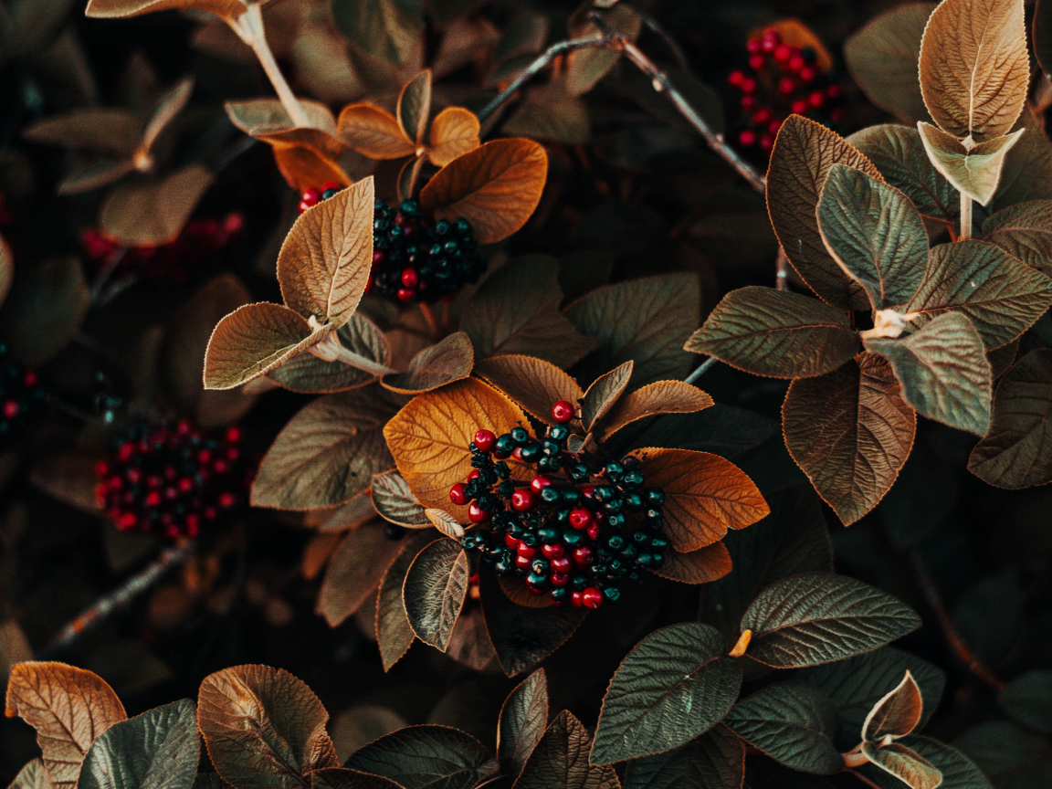 Черные ягоды в листьях крупным планом