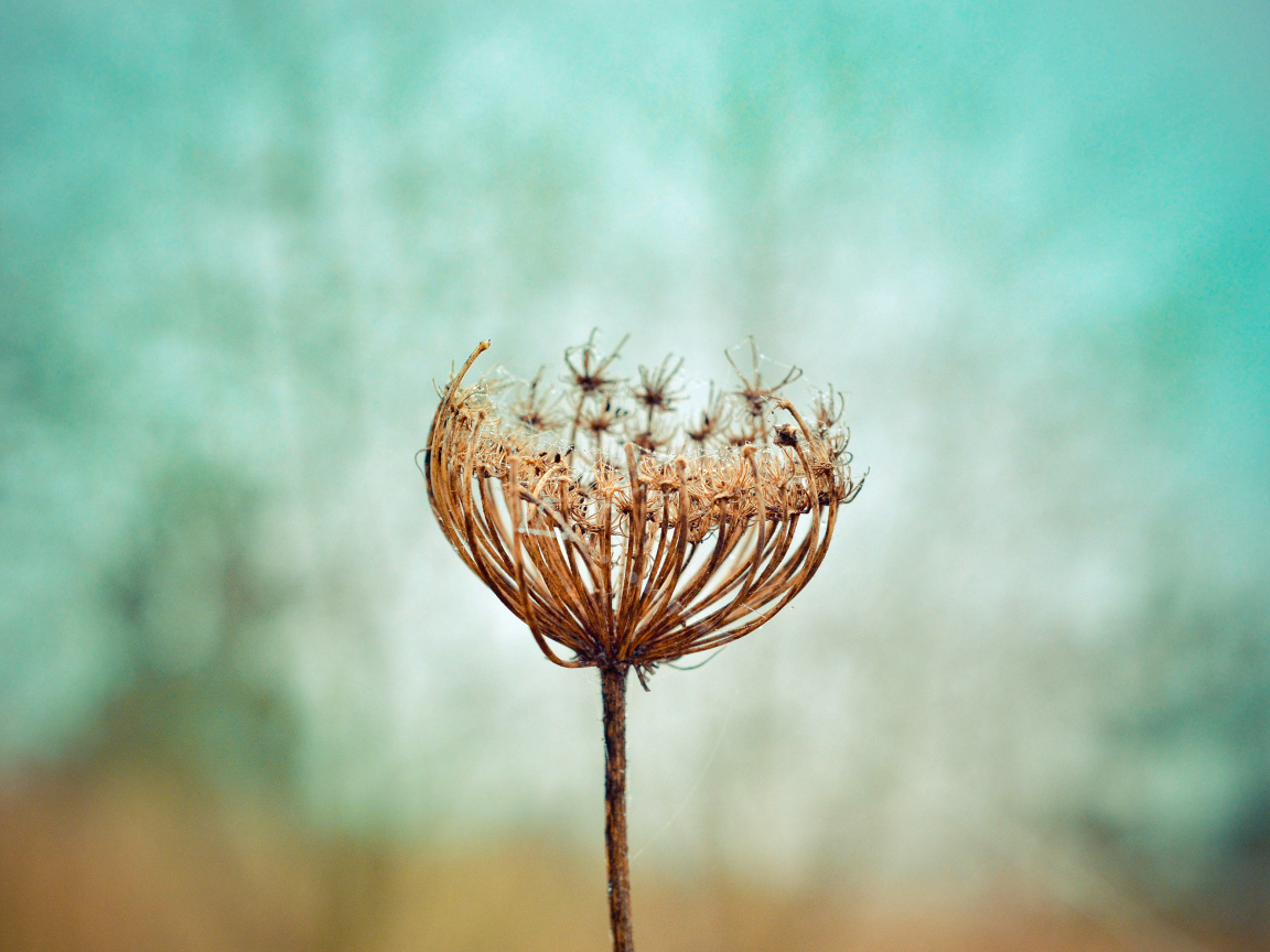 Зонтик высохшего растения крупным планом