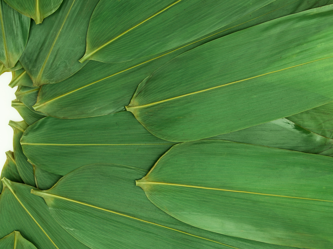 Зеленые кукурузные листья на белом фоне