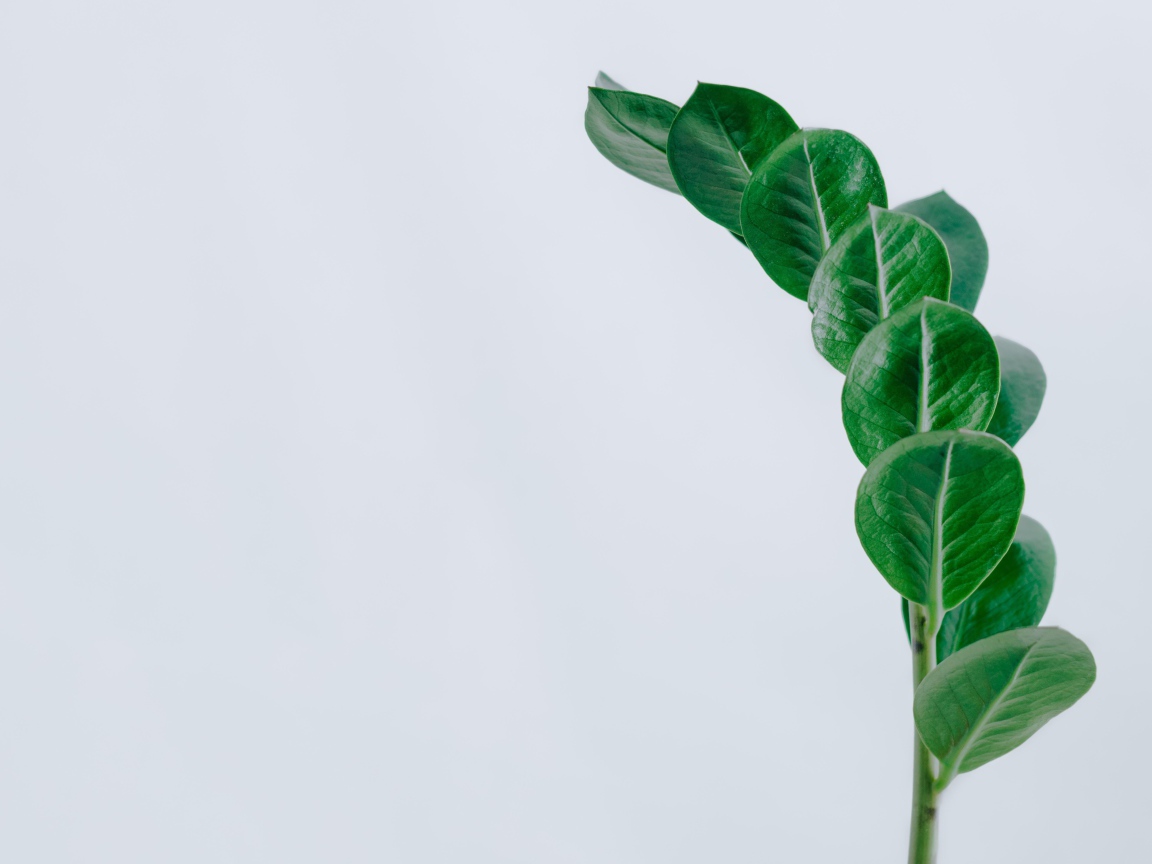 Зеленый лист на сером фоне крупным планом