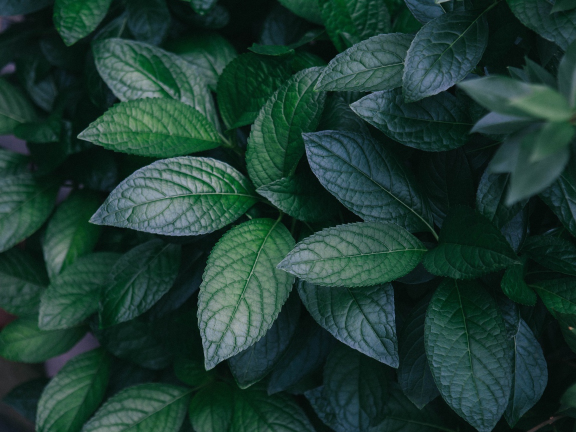 Зеленые листья куста крупным планом