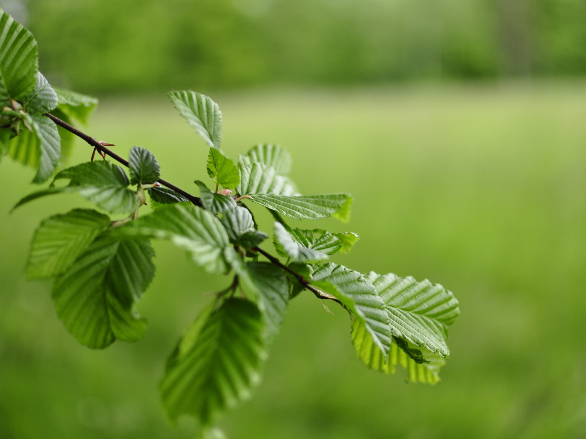 Зеленые листья на ветке дерева 
