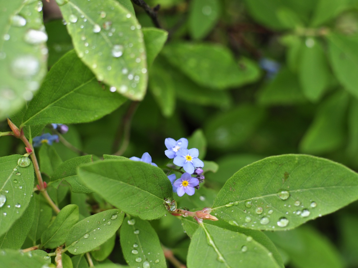 Зеленые листья с маленькими цветами в каплях росы