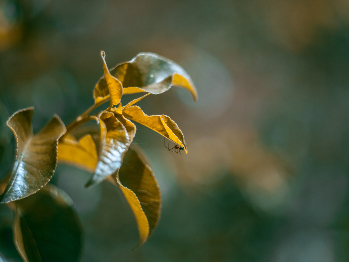 Зеленые сочные листья в лучах солнца 