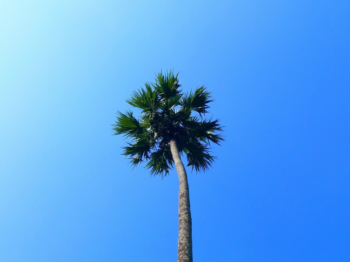 Зеленая верхушка пальмы на фоне голубого неба 