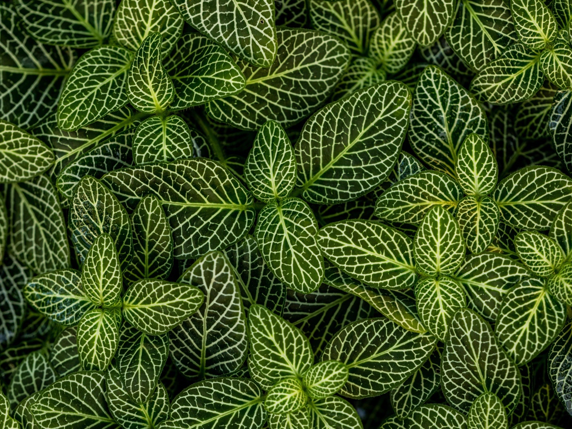 Много зеленых листьев растения с белыми полосками