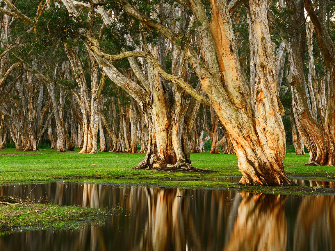 Старые деревья отражаются в воде в лесу